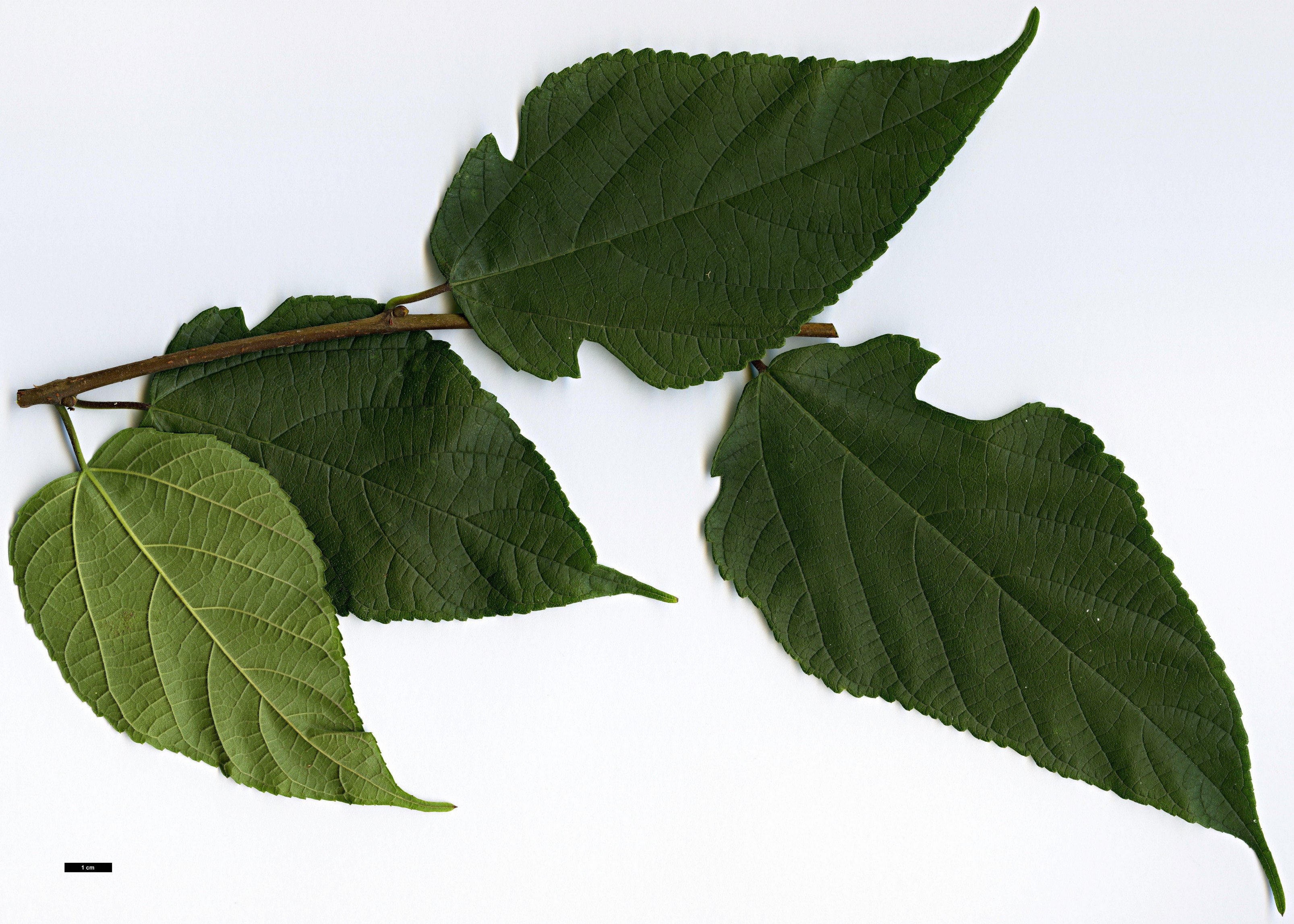 High resolution image: Family: Moraceae - Genus: Broussonetia - Taxon: ×kazinoki (B.monoica × B.papyrifera)